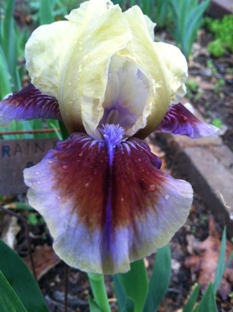 Photo of Standard Dwarf Bearded Iris (Iris 'Rainbow Rim') uploaded by grannysgarden
