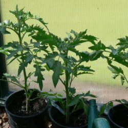 Location: Philo, California
Date: 2015-04-07
Black Krim in our small greenhouse. My favorite tomato!