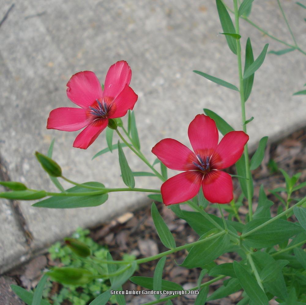 Photo of Scarlet Flax (Linum grandiflorum) uploaded by lovemyhouse