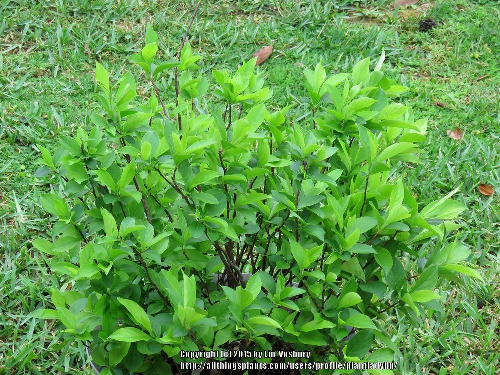 Photo of Virginia Sweetspire (Itea virginica Little Henry®) uploaded by plantladylin