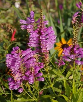 Photo of Obedient Plant (Physostegia virginiana 'Vivid') uploaded by Calif_Sue