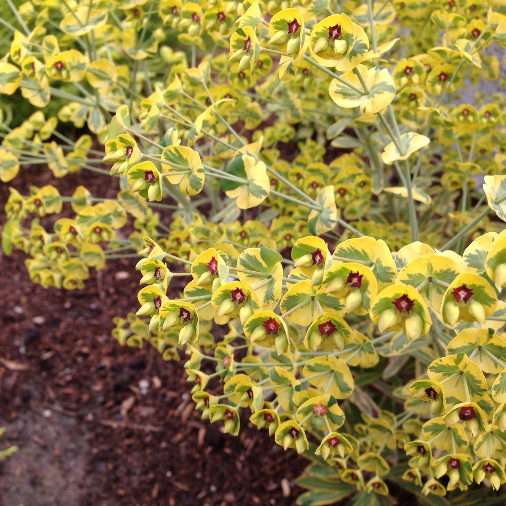 Photo of Euphorbia (Euphorbia x martini 'Ascot Rainbow') uploaded by HamiltonSquare