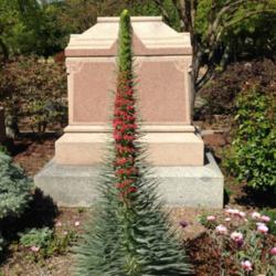 Location: Hamilton Square Perennial Garden, Historic City Cemetery, Sacramento CA.
Date: 2015-04-08
Six feet/1.8m tall "Tower of Jewels" in Zone 9b.