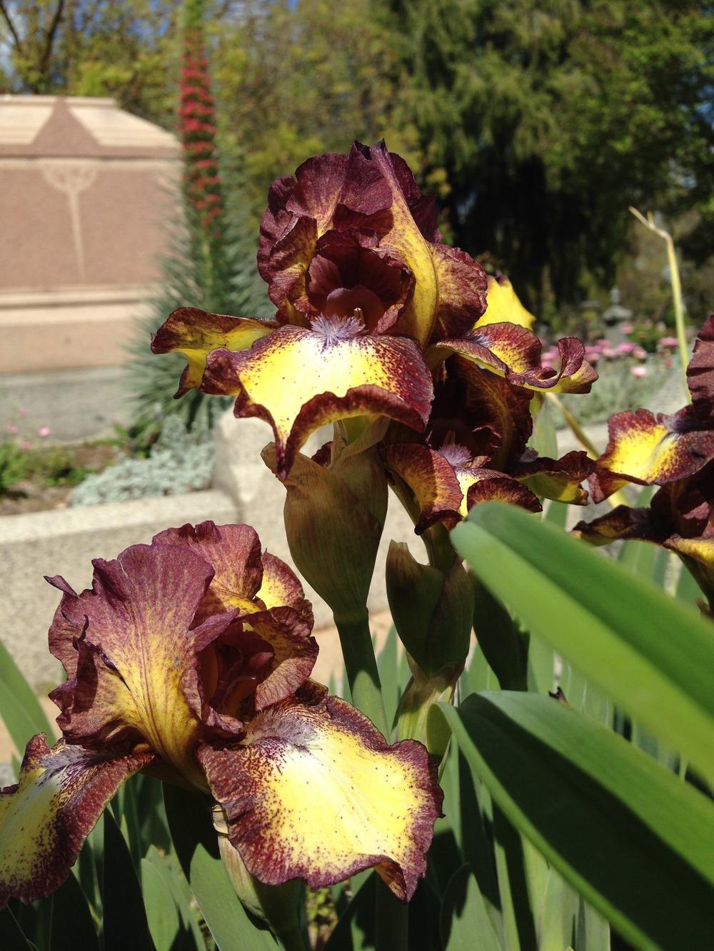 Photo of Intermediate Bearded Iris (Iris 'Hot Fudge') uploaded by HamiltonSquare