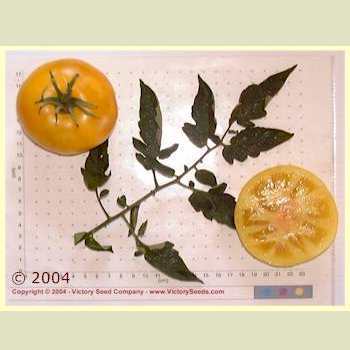 Photo of Tomato (Solanum lycopersicum 'Azoychka') uploaded by MikeD