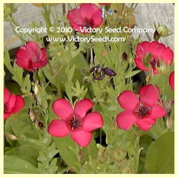 Photo of Scarlet Flax (Linum grandiflorum) uploaded by MikeD