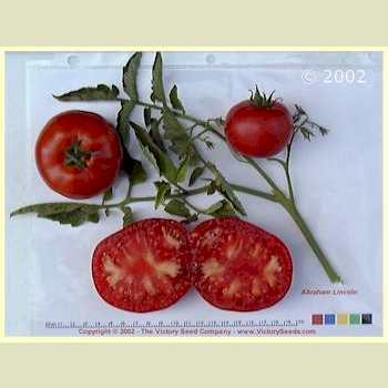Photo of Tomato (Solanum lycopersicum 'Abraham Lincoln') uploaded by MikeD
