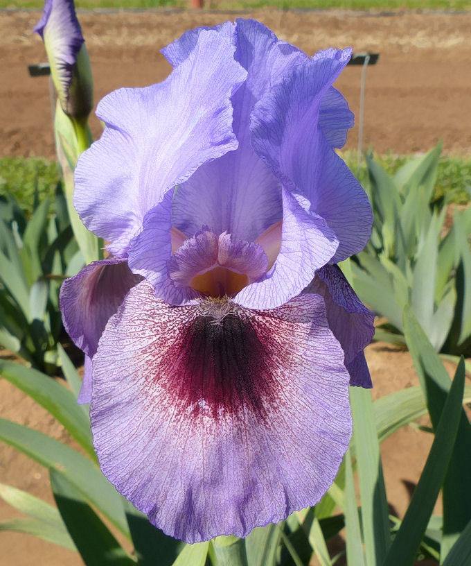 Photo of Arilbred Iris (Iris 'Stun Gun') uploaded by Misawa77
