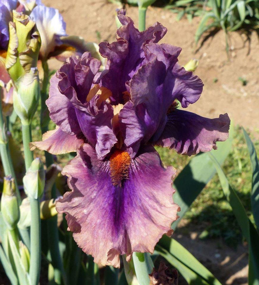 Photo of Tall Bearded Iris (Iris 'Crunch') uploaded by Misawa77