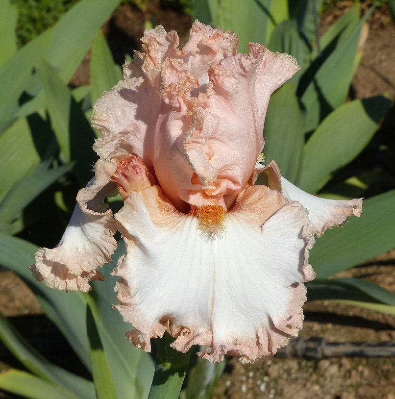 Photo of Tall Bearded Iris (Iris 'Debutante's Lace') uploaded by Misawa77