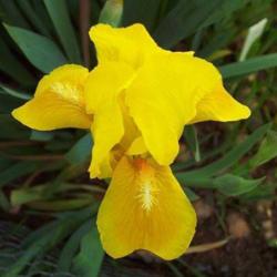 Location: Catheys Valley CA
Date: 3-23-2015
Photo courtesy of Superstition Iris Gardens, posted with permissi