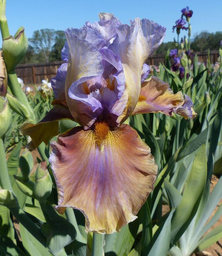 Photo of Tall Bearded Iris (Iris 'Cranfil's Gap') uploaded by Misawa77