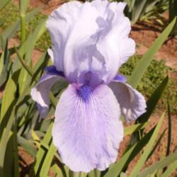 Location: Catheys Valley CA
Date: March 2015
Photo courtesy of Superstition Iris Gardens, posted with permissi