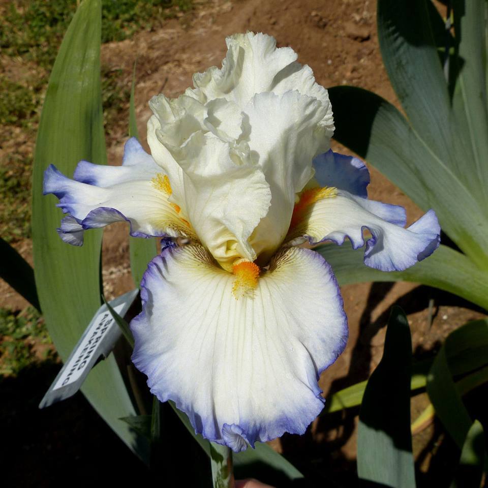 Photo of Tall Bearded Iris (Iris 'Spring Awakening') uploaded by Misawa77