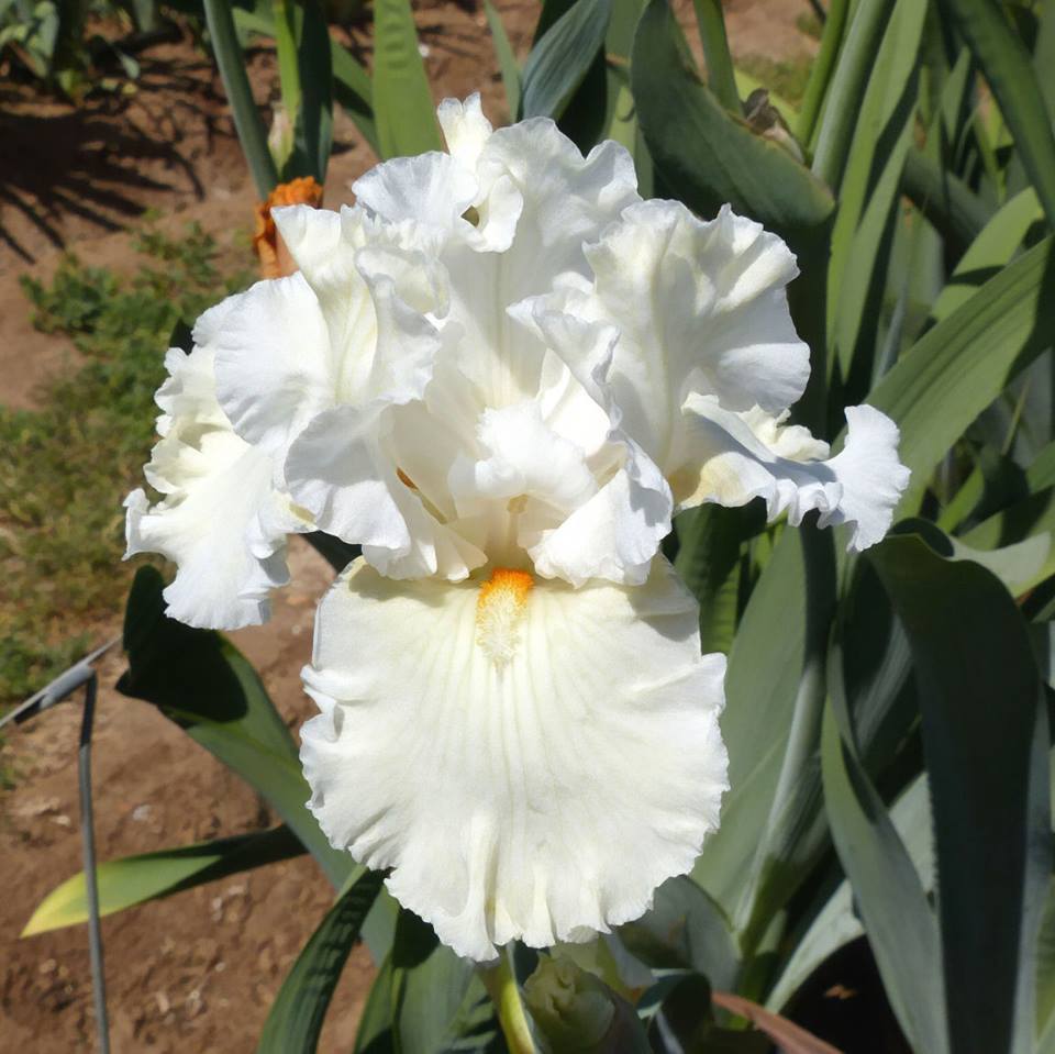 Photo of Tall Bearded Iris (Iris 'Boston Cream') uploaded by Misawa77