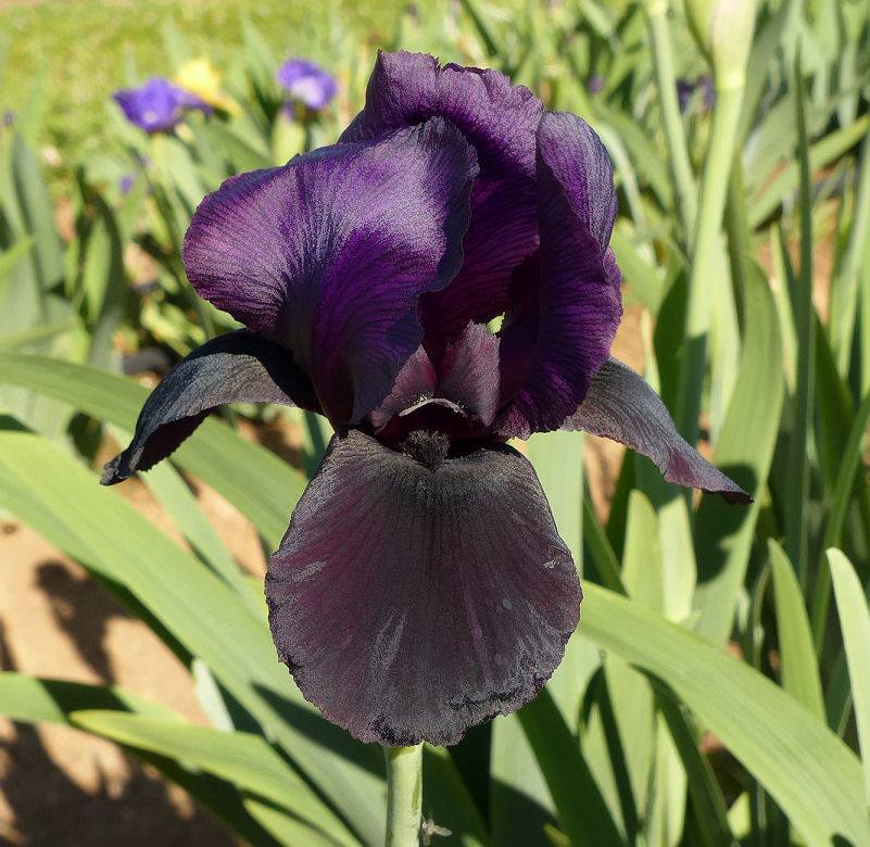 Photo of Arilbred Iris (Iris 'Othmani') uploaded by Misawa77