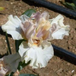 Location: Catheys Valley CA
Date: 4-2-2015
Photo courtesy of Superstition Iris Gardens, posted with permissi