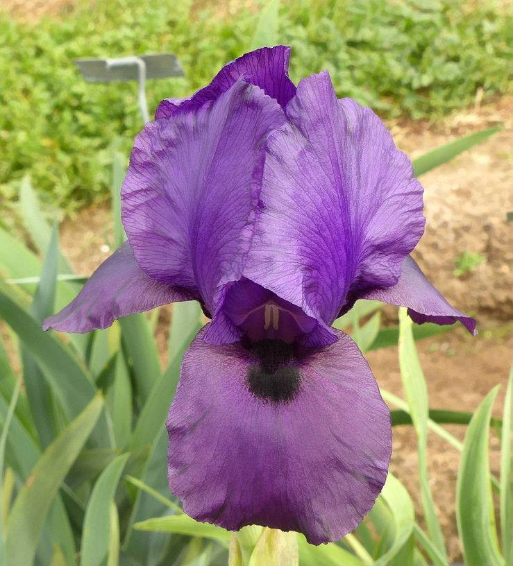 Photo of Arilbred Iris (Iris 'Doug Goodnight') uploaded by Misawa77