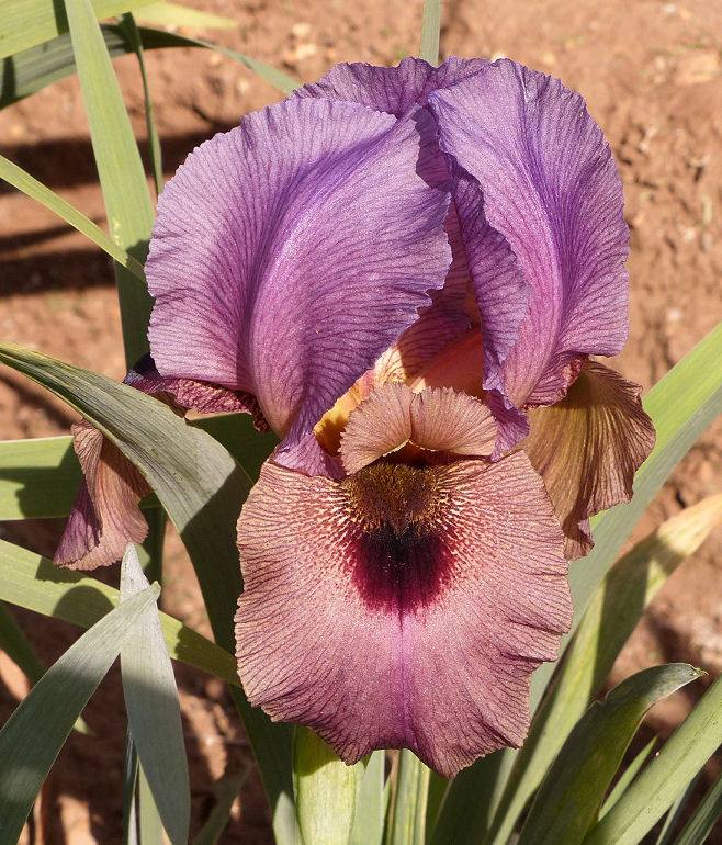 Photo of Arilbred Iris (Iris 'Solomon's Court') uploaded by Misawa77
