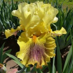 Location: Catheys Valley CA
Date: 4-7-2015
Photo courtesy of Superstition Iris Gardens, posted with permissi