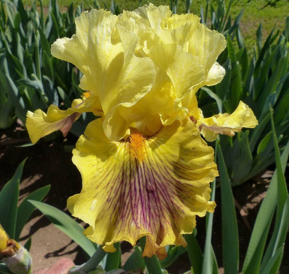 Photo of Tall Bearded Iris (Iris 'Spiral Galaxy') uploaded by Misawa77
