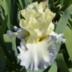 Location: Catheys Valley CA
Date: 4-7-2015
Photo courtesy of Superstition Iris Gardens, posted with permissi