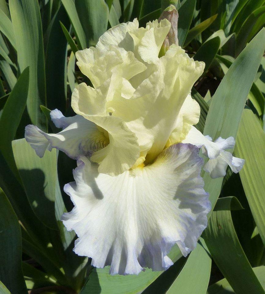 Photo of Tall Bearded Iris (Iris 'Boundless') uploaded by Misawa77