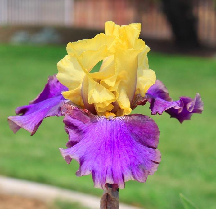 Photo of Tall Bearded Iris (Iris 'Jurassic Park') uploaded by Moiris