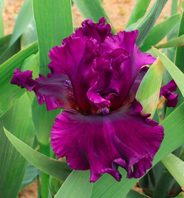 Photo of Tall Bearded Iris (Iris 'Fine Wine') uploaded by Moiris