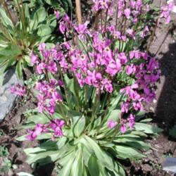 Location: My Garden, Anchorage, Alaska
Date: 2010-05-31
Primula alpinus
