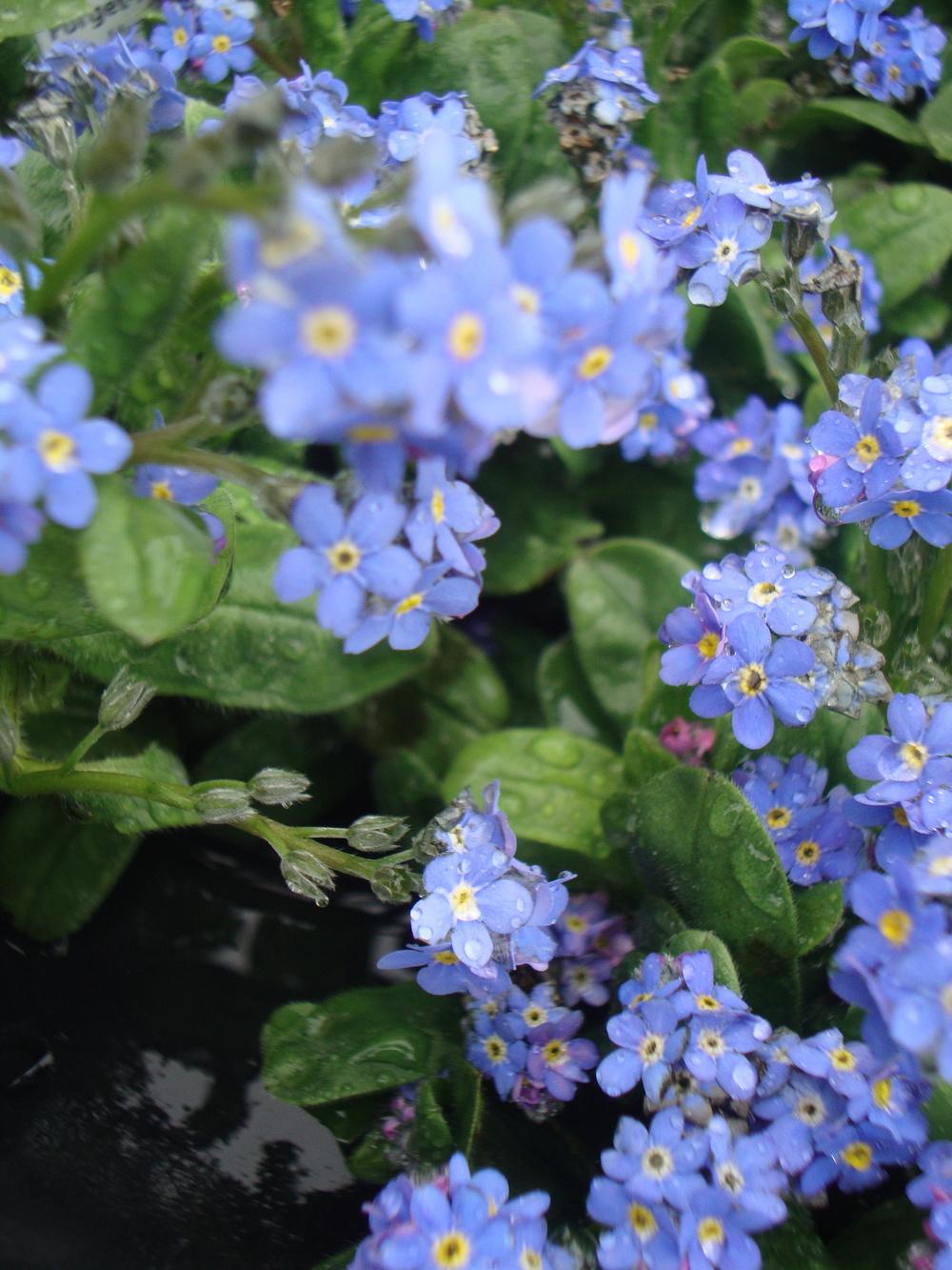Photo of Water Forget-Me-Not (Myosotis scorpioides) uploaded by Paul2032