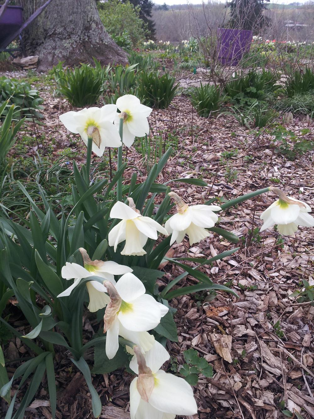 Photo of Trumpet Daffodil (Narcissus 'Silent Valley') uploaded by gemini_sage
