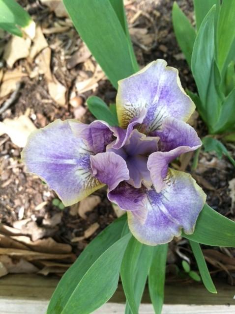 Photo of Standard Dwarf Bearded Iris (Iris 'Celtic Faerie') uploaded by grannysgarden