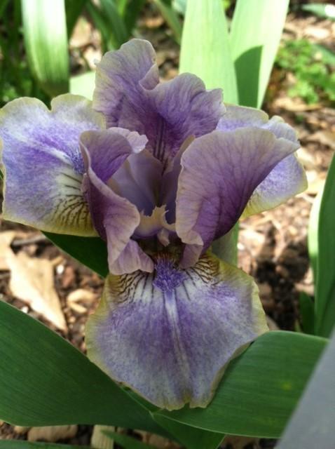 Photo of Standard Dwarf Bearded Iris (Iris 'Celtic Faerie') uploaded by grannysgarden