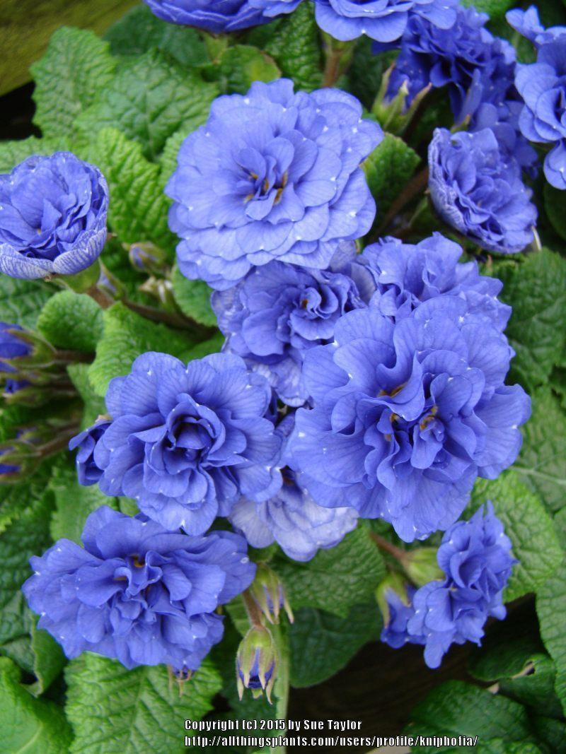 Photo of Primrose (Primula vulgaris Belarina® Cobalt Blue) uploaded by kniphofia