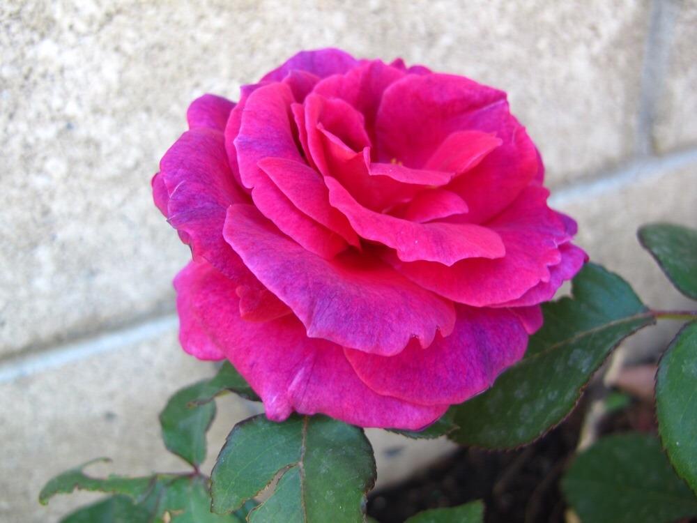 Photo of Rose (Rosa 'Intrigue') uploaded by mattmackay22