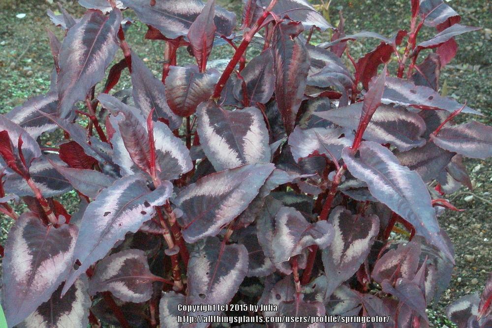 Photo of Fleece Flower (Persicaria microcephala 'Red Dragon') uploaded by springcolor