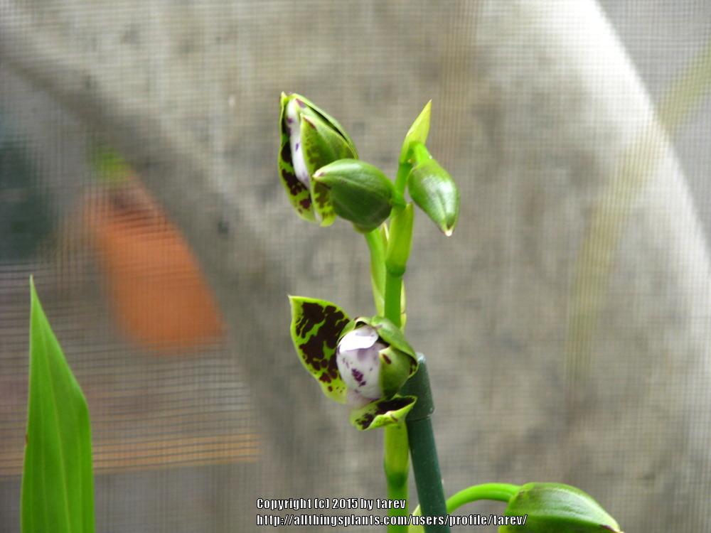 Photo of Orchid (Zygopetalum) uploaded by tarev