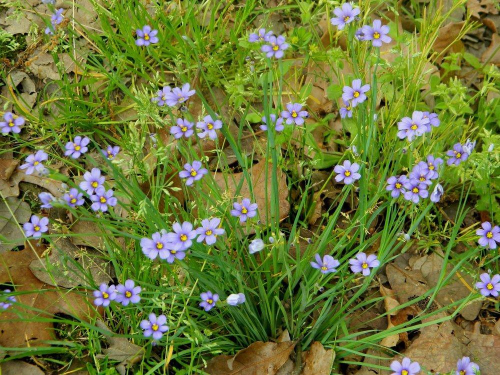 Photo of Narrowleaf Blue-Eyed Grass (Sisyrinchium angustifolium) uploaded by wildflowers