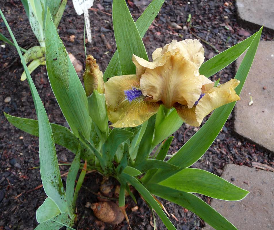 Photo of Standard Dwarf Bearded Iris (Iris 'Aladdin's Flame') uploaded by Lestv