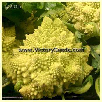 Photo of Cauliflower (Brassica oleracea var. botrytis 'Romanesco') uploaded by MikeD