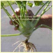 Image used with permission of the Victory Seed Company.