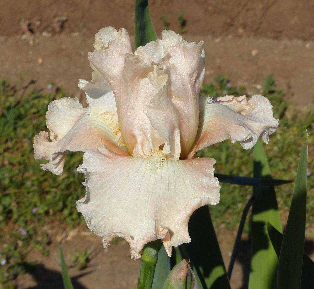Photo of Tall Bearded Iris (Iris 'Let's Misbehave') uploaded by Misawa77
