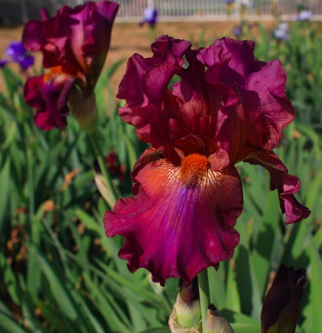 Photo of Tall Bearded Iris (Iris 'Her Royal Highness') uploaded by Moiris