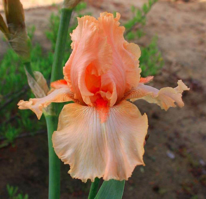 Photo of Tall Bearded Iris (Iris 'April Jewel') uploaded by Moiris