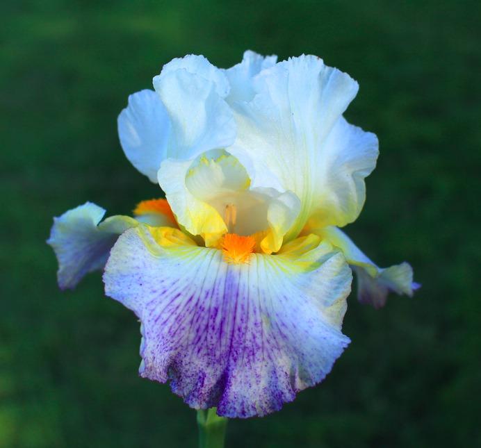 Photo of Tall Bearded Iris (Iris 'Arctic Burst') uploaded by Moiris