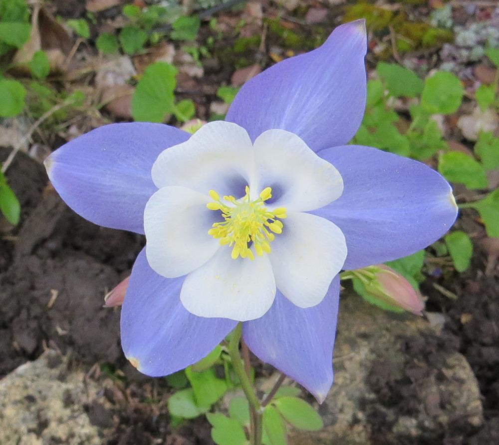 Photo of Columbine (Aquilegia 'Swan Blue and White') uploaded by Natalie