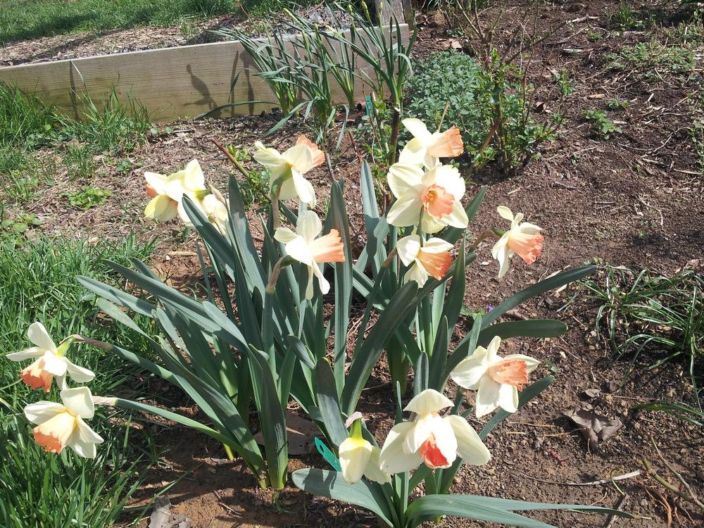 Photo of Large Cupped Daffodil (Narcissus 'Tickled Pinkeen') uploaded by gemini_sage