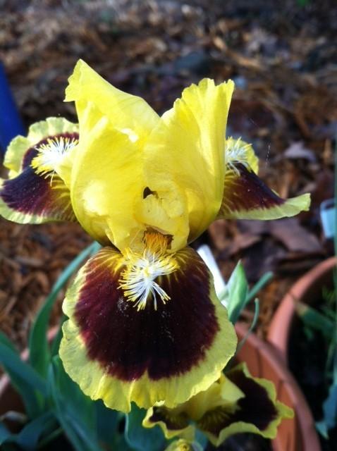 Photo of Standard Dwarf Bearded Iris (Iris 'Ultimate') uploaded by grannysgarden
