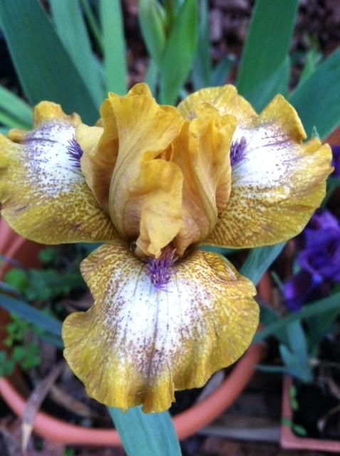 Photo of Standard Dwarf Bearded Iris (Iris 'Ninja Turtles') uploaded by grannysgarden